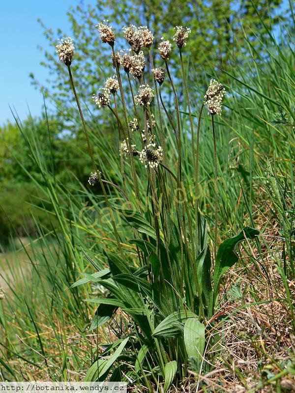Jitrocel list řezaný